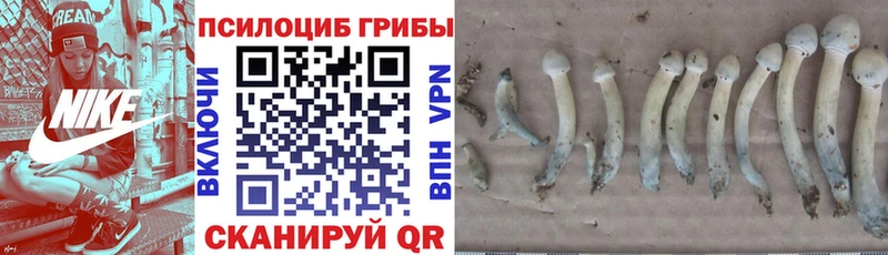 Псилоцибиновые грибы MAGIC MUSHROOMS  Углич 